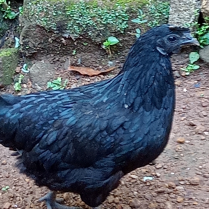 الدجاج الأندونيسي الأسود